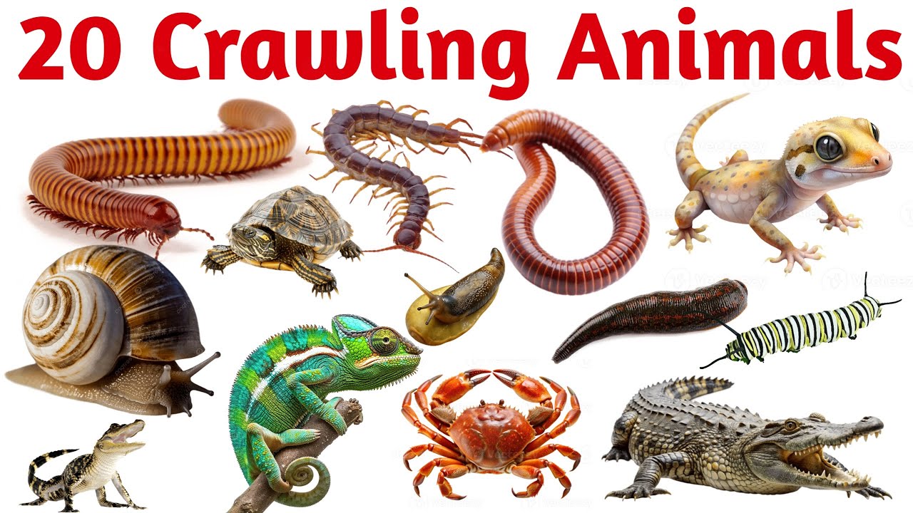 20 रेंगने वाले जानवरों के नाम | Learn 20 Crawling Animals Names in English with Pictures for Kids