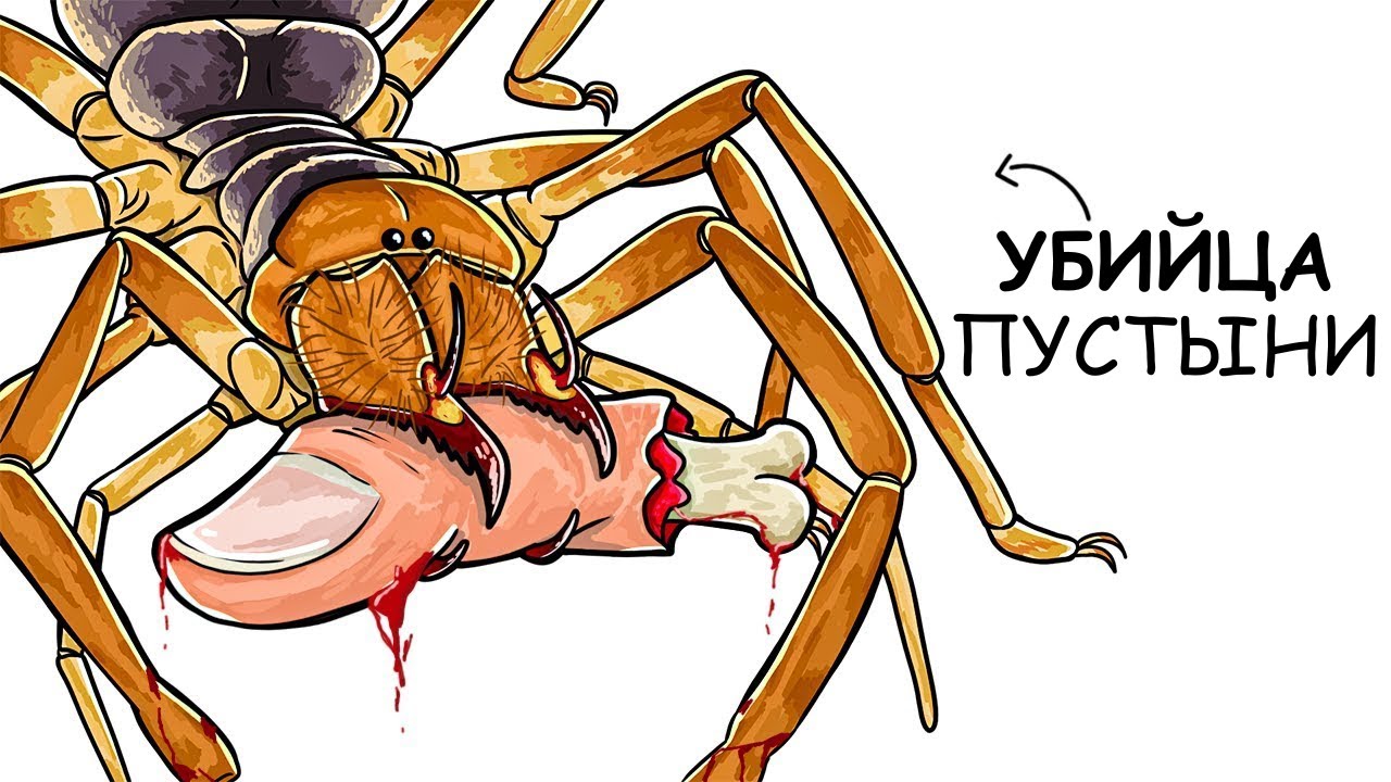 Ты – Фаланга (И ЭТО ВСЯ ТВОЯ ЖИЗНЬ)