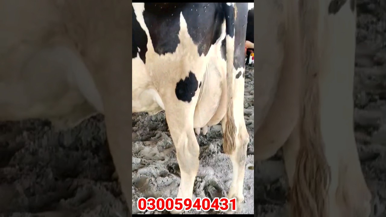 Cholistani Friesian Sahiwal Friesian Cross Cow In Salam Bhalwal | Mandi Star