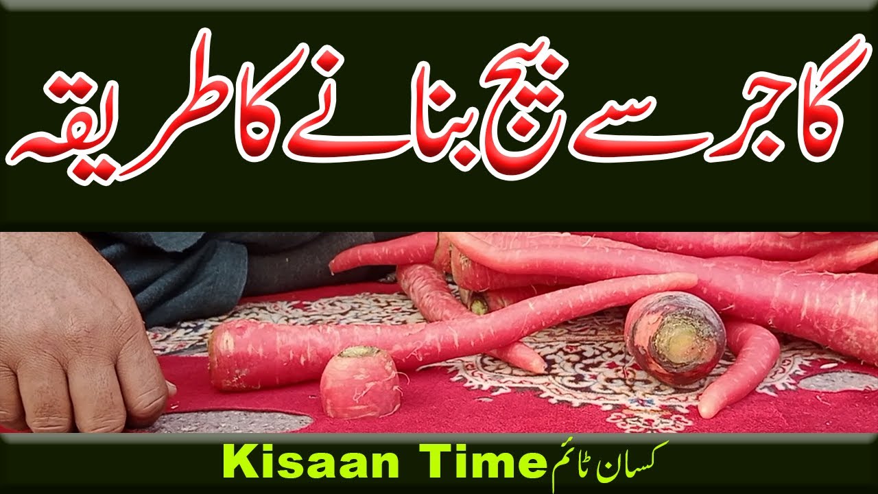 Gajar seeds gajar ka beej kaise lagaye gajar ka beej kaise banaye carrot ka seed Kisan time