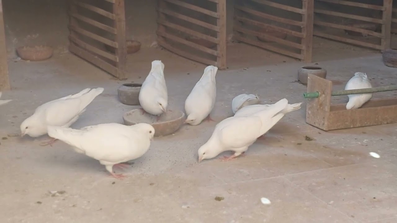 فوائد واضرار خلطة التحديق للحمام