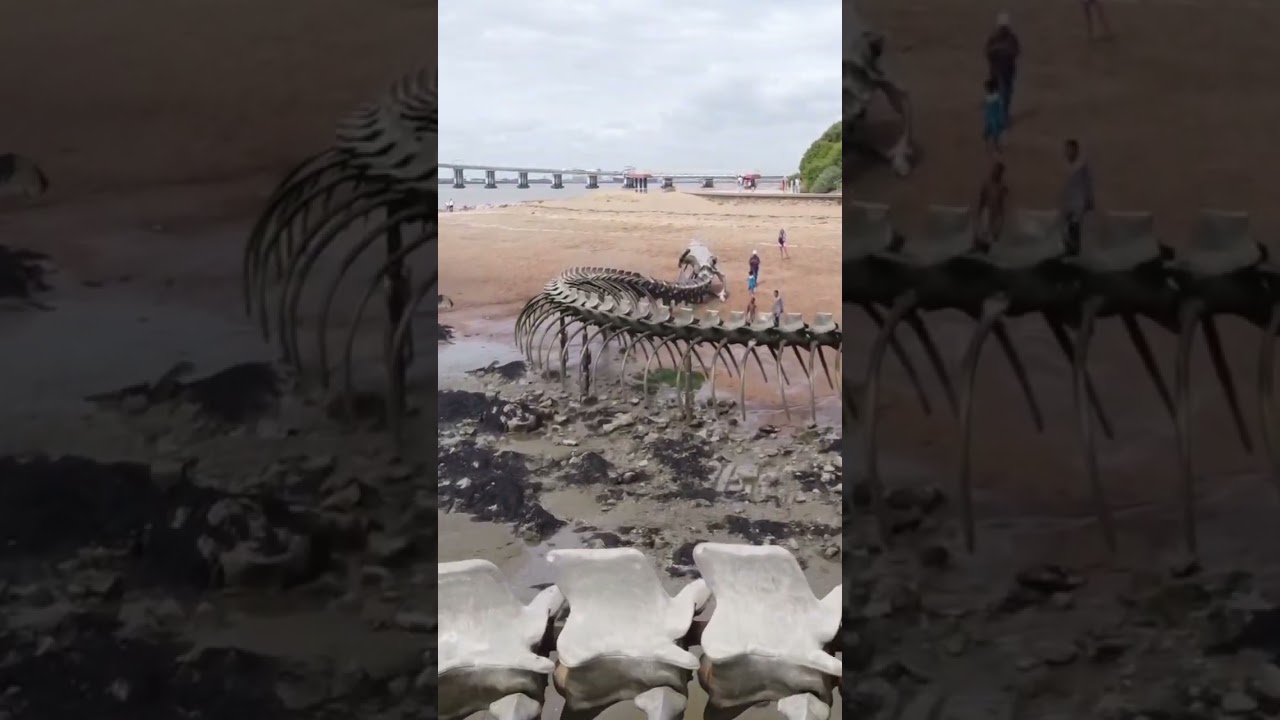 Serpent d'ocean🇫🇷(part 9) #serpent #ocean #france #part #part9 #travel #europe #cool #information