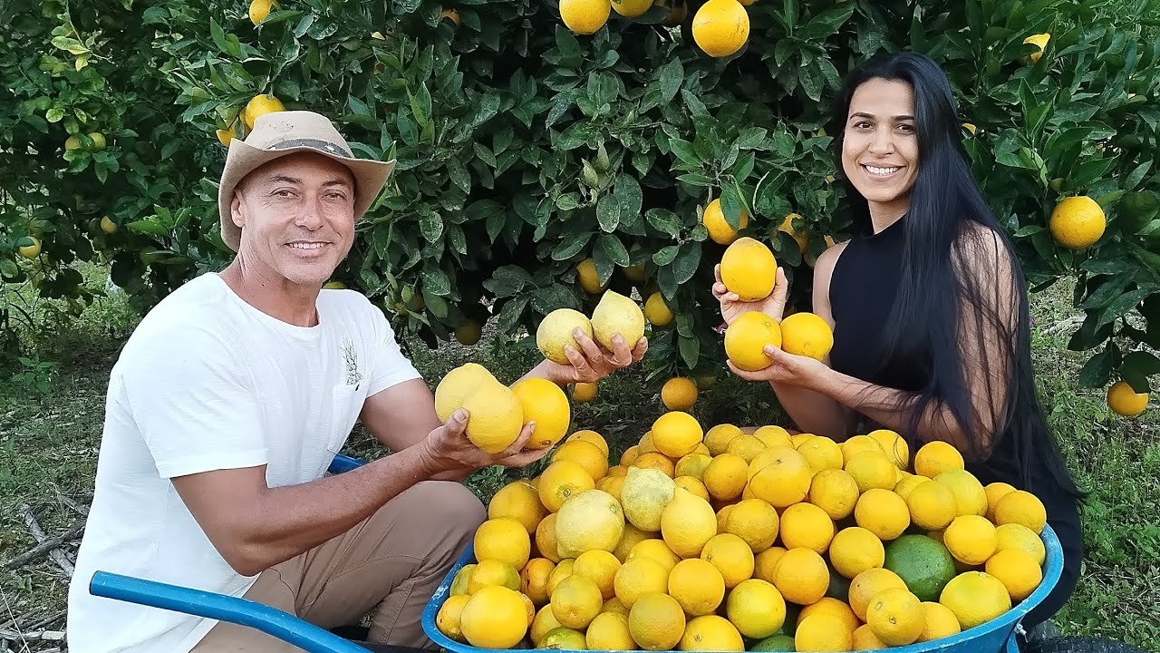 Veja nossa primeira colheita de Laranja e abacate #roça #fazenda #vidanaroça #saboresdaroca