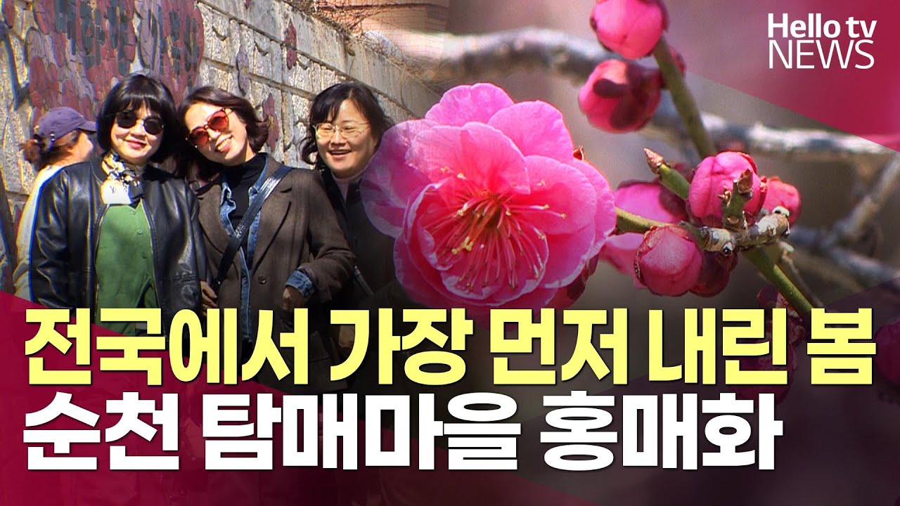 전국에서 가장 먼저 내린 봄, 순천 탐매마을 홍매화ㅣ#영상리포트 #헬로tv뉴스