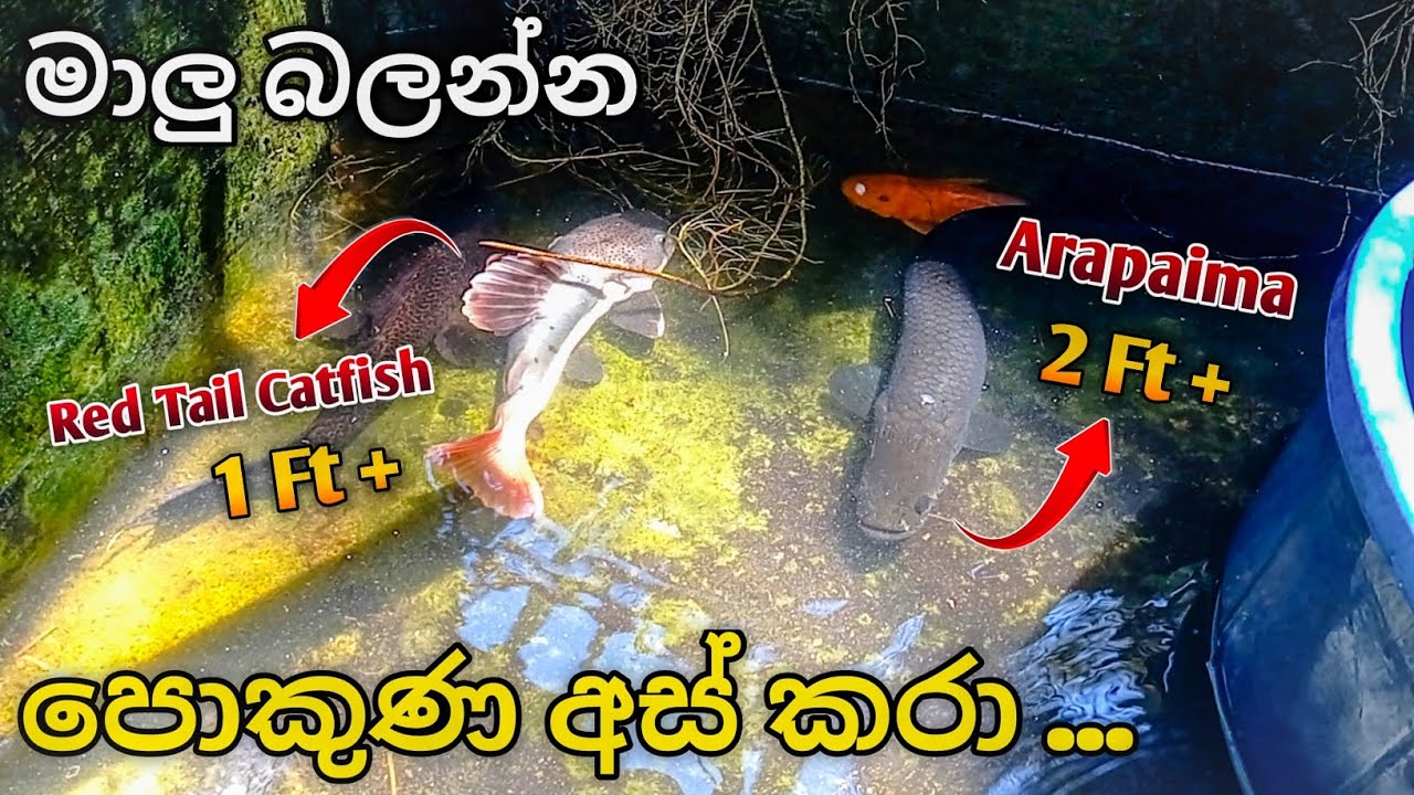 මාලු බලන්න පොකුණ අස් කරා ... මාලු ඇල්ලුවා 🤩🔥 Caught fish while cleaning the pond 🐳💋