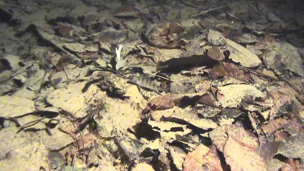 Vierwaldstättersee, Glasi Hergiswil - Videolog