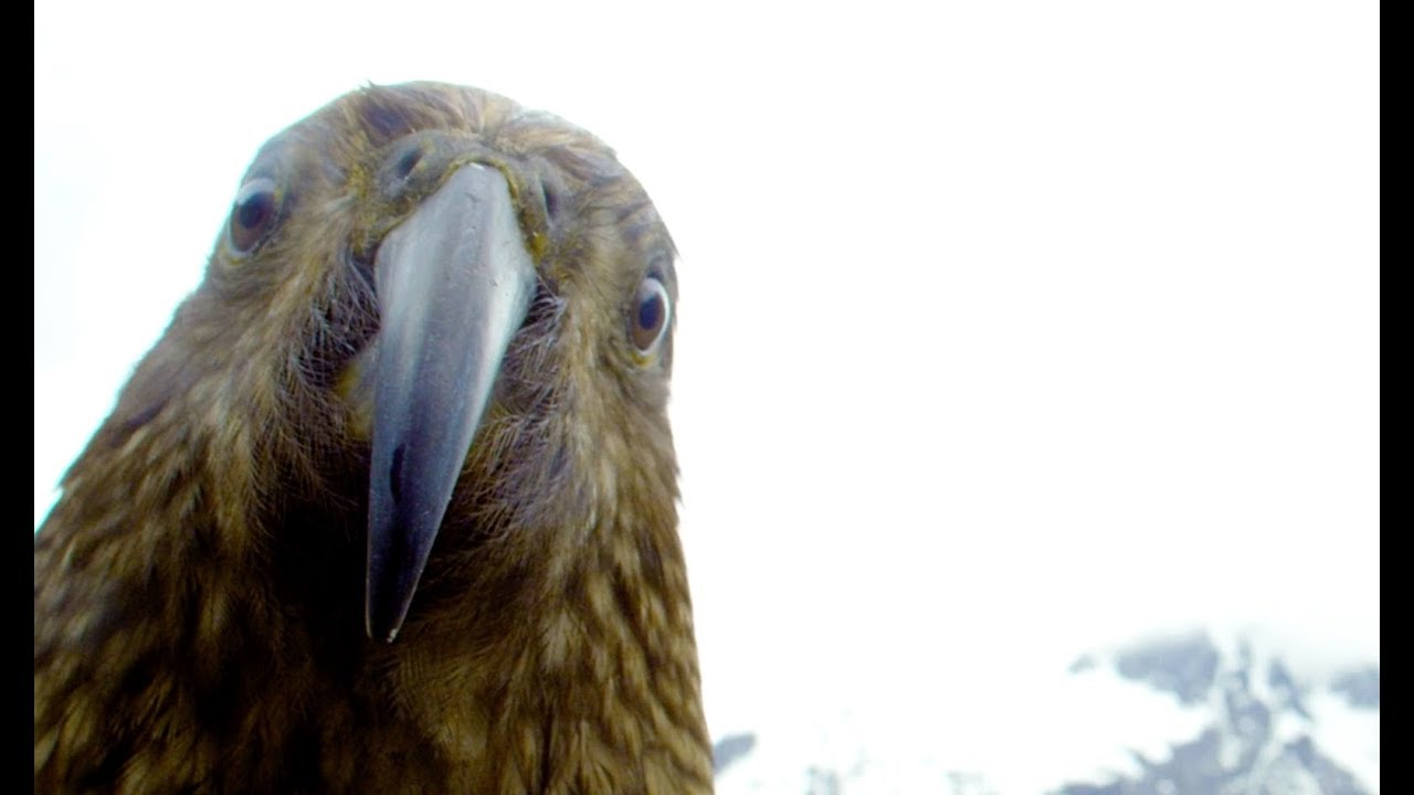 Robotic Parrot Talks To Kea Parrot