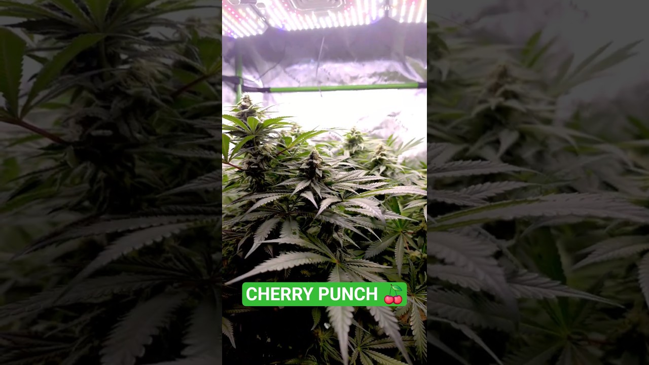 Cherry Punch 🍒👊 in Living Soil von Couple of Plants - Bl&uuml;tephase 100% organisch