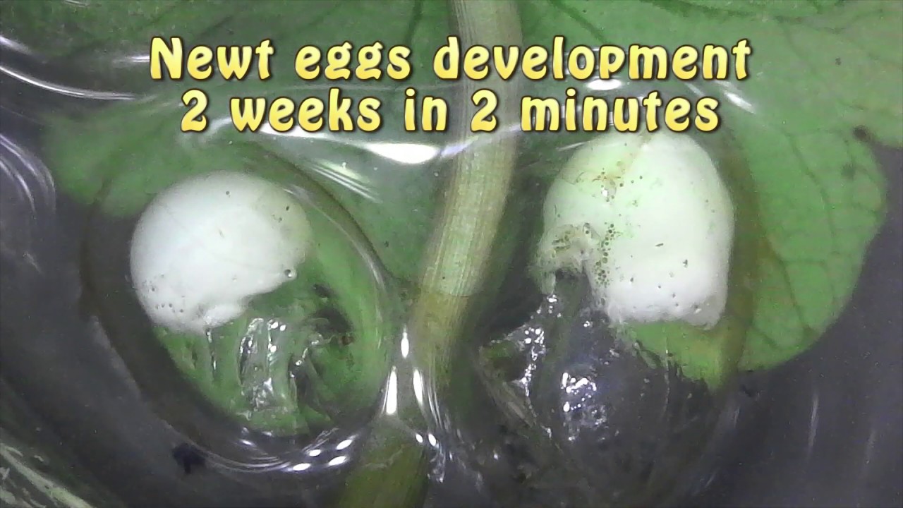 Newt Egg to Eft - Timelapse 2 weeks in 2 minutes!