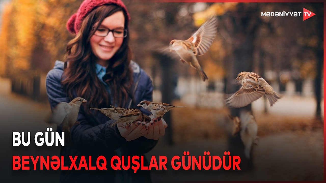 Quşlara qulluq zamanı nələrə diqqət etməliyik?