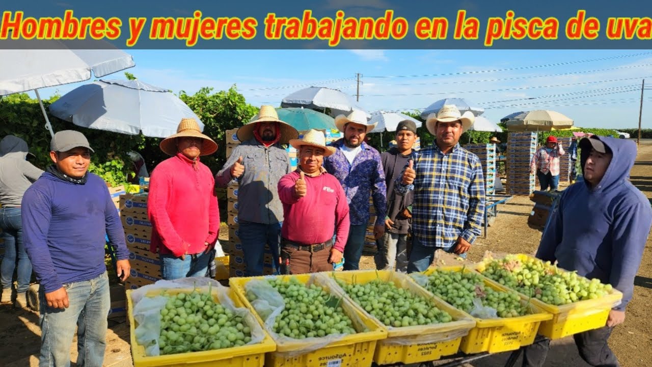 Como se pisca la uva en California un trabajo para quien guste trabajar por contrato