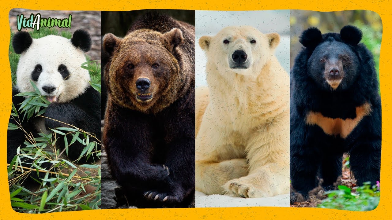 LAS 8 FASCINANTES ESPECIES DE OSOS EN EL MUNDO