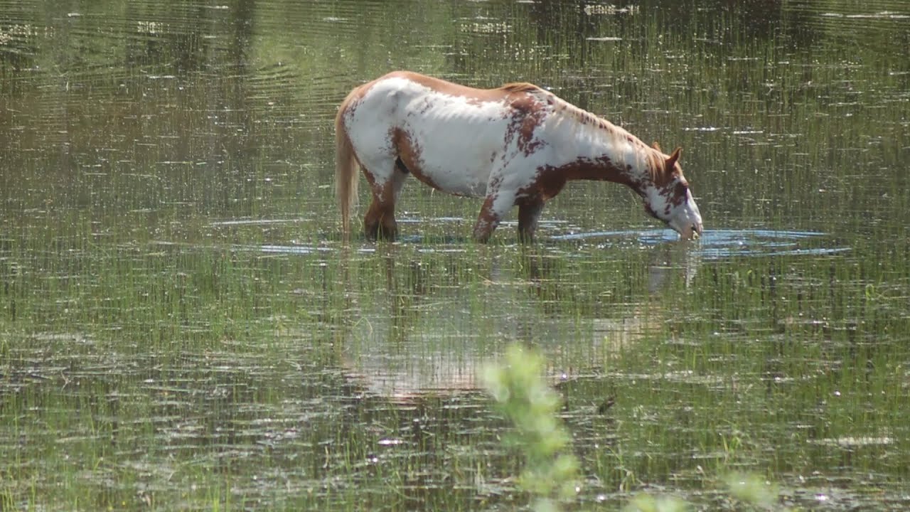 Reunification Village January 2026