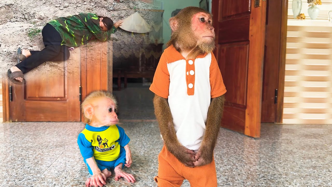 Missing Mom! CUTIS and Baby Monkey Wait Together at Home