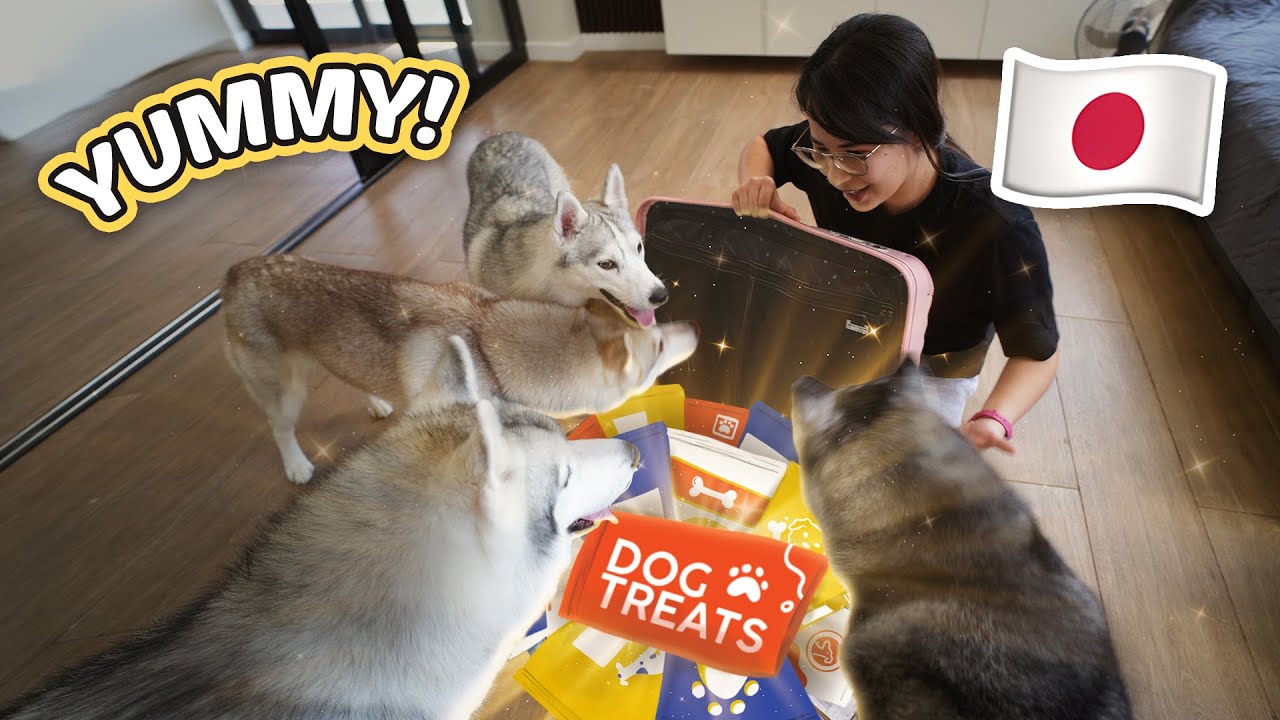 Japan Dog Treats Haul, Taylor Swift Eras Tour Concert and MORE!
