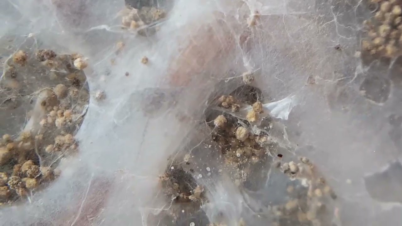 Эмбии лат  Embioptera