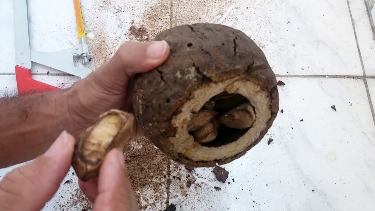 COMO ABRIR CASTANHA DO PARÁ - ALGO CURIOSO | SABOR DI CASA