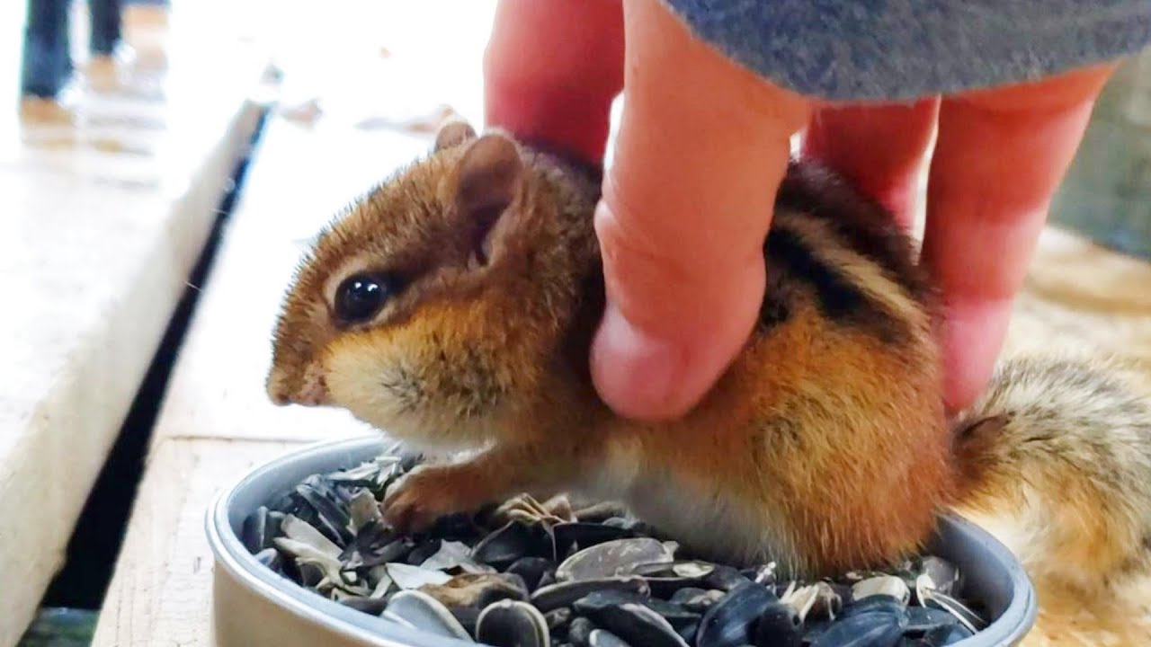 원숭이 시기가 온 아기 다람쥐와 친구하기 Baby Chipmunk's Head Looks Like A Chestnut Burr With Rich Fur Coating