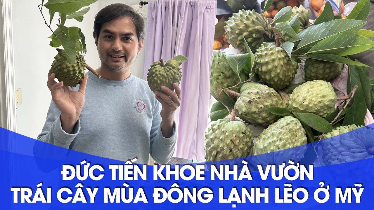 Đức Tiến khoe nhà vườn trái cây mùa Đông lạnh lẽo ở Mỹ #ductien ,#nguoivietomy