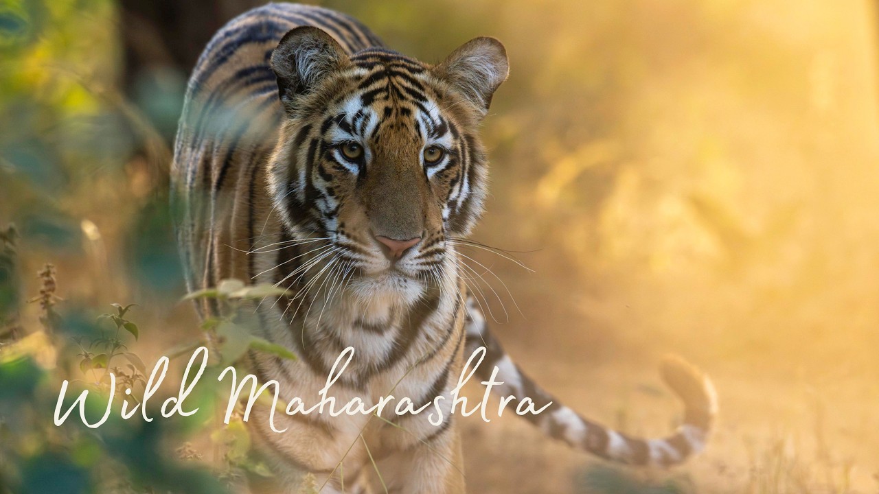 Wild Maharashtra