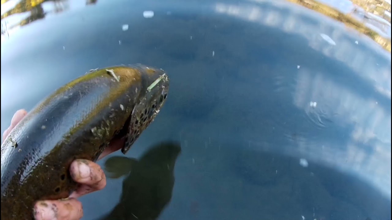 Truchas a perdig&oacute;n y rapala