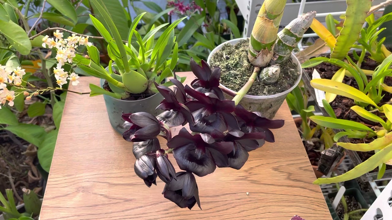 Monnierara Millennium Magic &lsquo;Witchcraft&rsquo; (Black orchid) and Oncidium Twinkle &lsquo;Fantasy&rsquo;