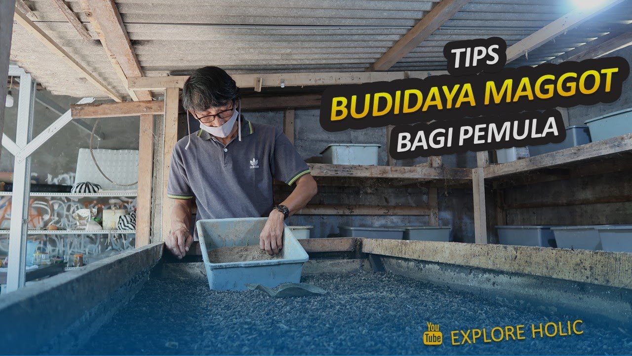 Tips Budidaya Maggot Bagi Pemula