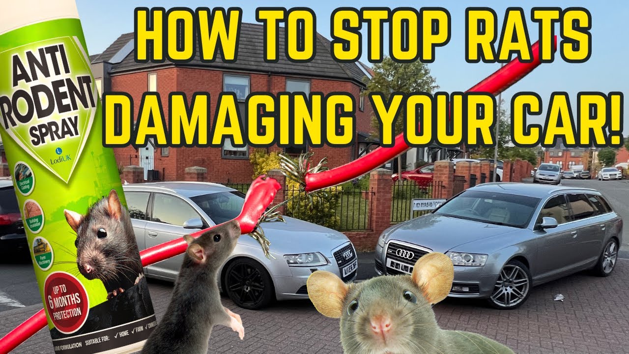 Anti rodent damage spray. How to stop rats damaging your car