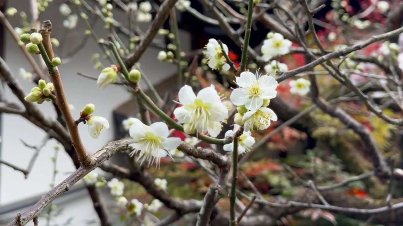 2026/02/07　白梅五分咲き　玉鳳山大乗寺　〜愛媛県宇和島市〜