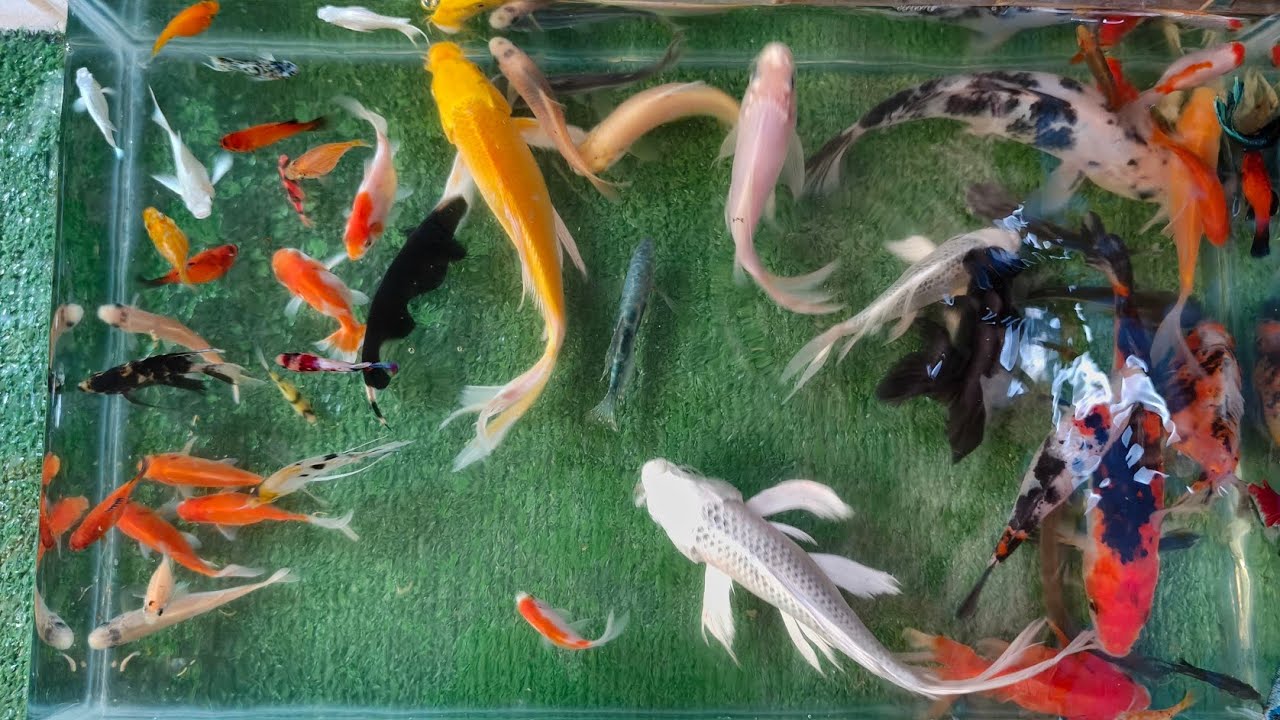 UNBOXING IKAN HIAS, IKAN KOI, IKAN MAS KOKI, IKAN CUPANG, BELUT, GLOFISH, ANGELFISH, GOLDFISH #video