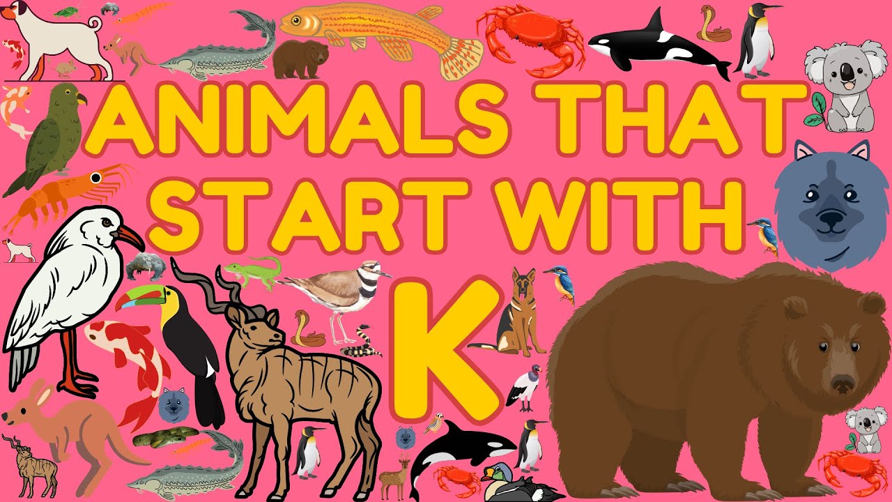 Alphabetical Animals for Children & Kids | Letter K | Eager Minds Academy