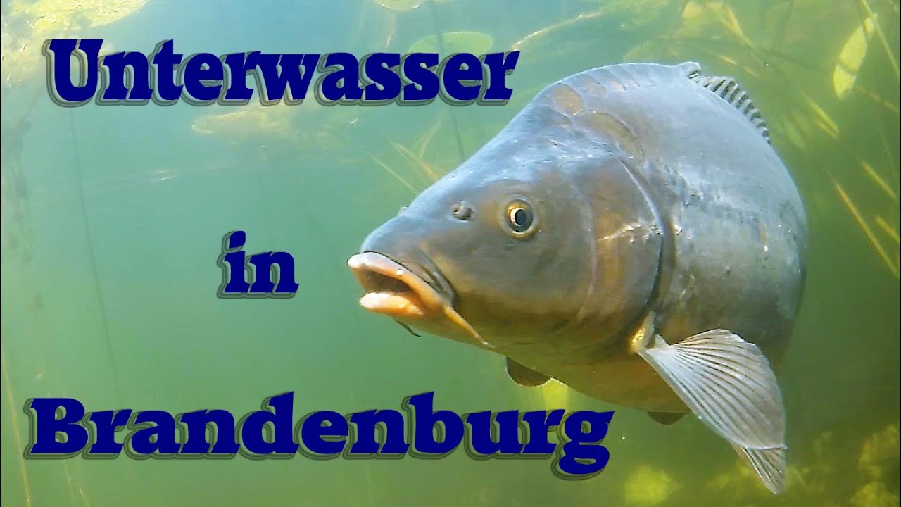 Begegnungen Unterwasser in Brandenburg