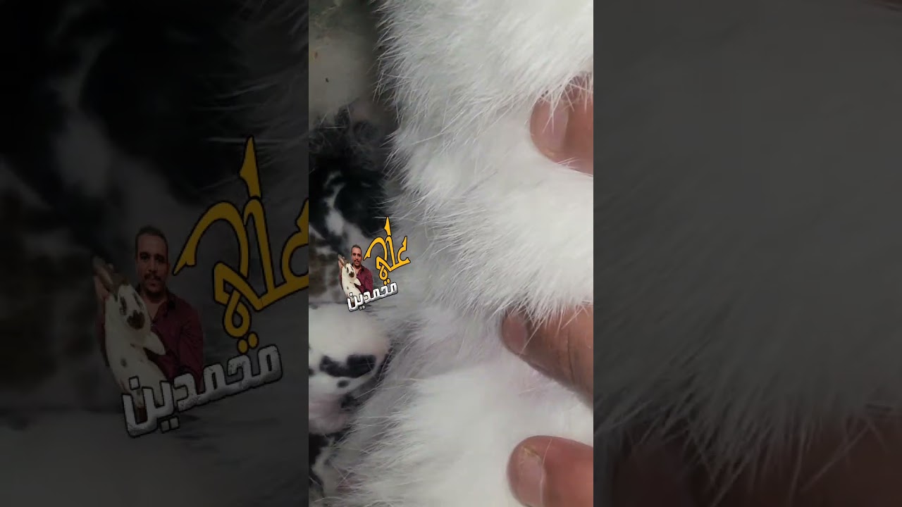 الامهات اللي بتجيب اعداد خلفتها بتم_وت اسمع واعرف احنا شغالين باحتراف