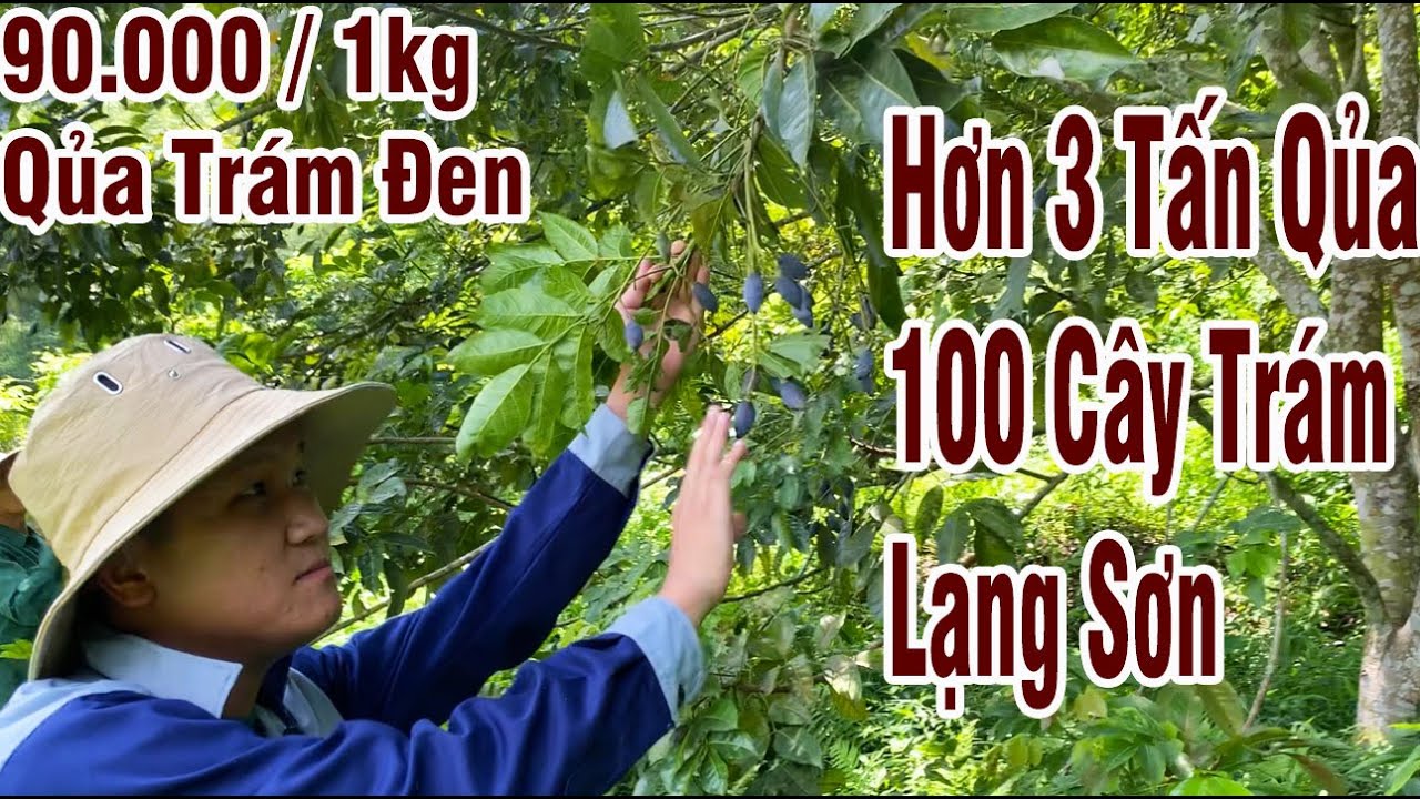 Mỗi Năm Thu 3 Tấn Trám đen Từ Hơn 100 Gốc Trám Tại Lạng Sơn | Biên Tam Đảo