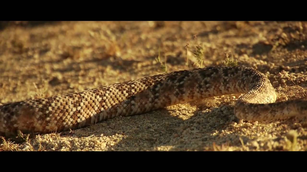 Joshua Tree filmed with Panasonic Lumix GH1 by Philip Bloom