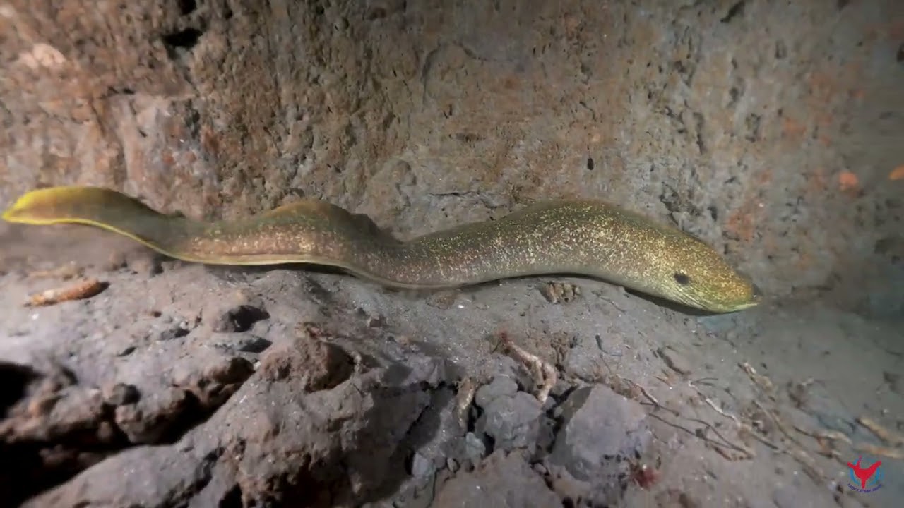 Moray Eel at La Jolla Shores - (4K)