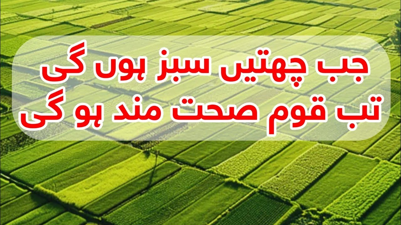گملوں میں ٹماٹر، مرچ، دھنیا کیسے اُگائیں Kitchen Gardening from Home Garden Organic Vegetables Home