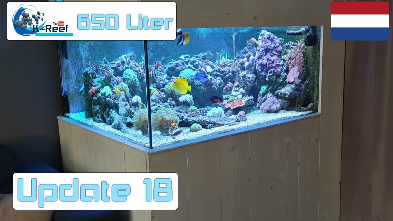 650 liter Zoutwater aquarium /Zeewater aquarium Update 18
