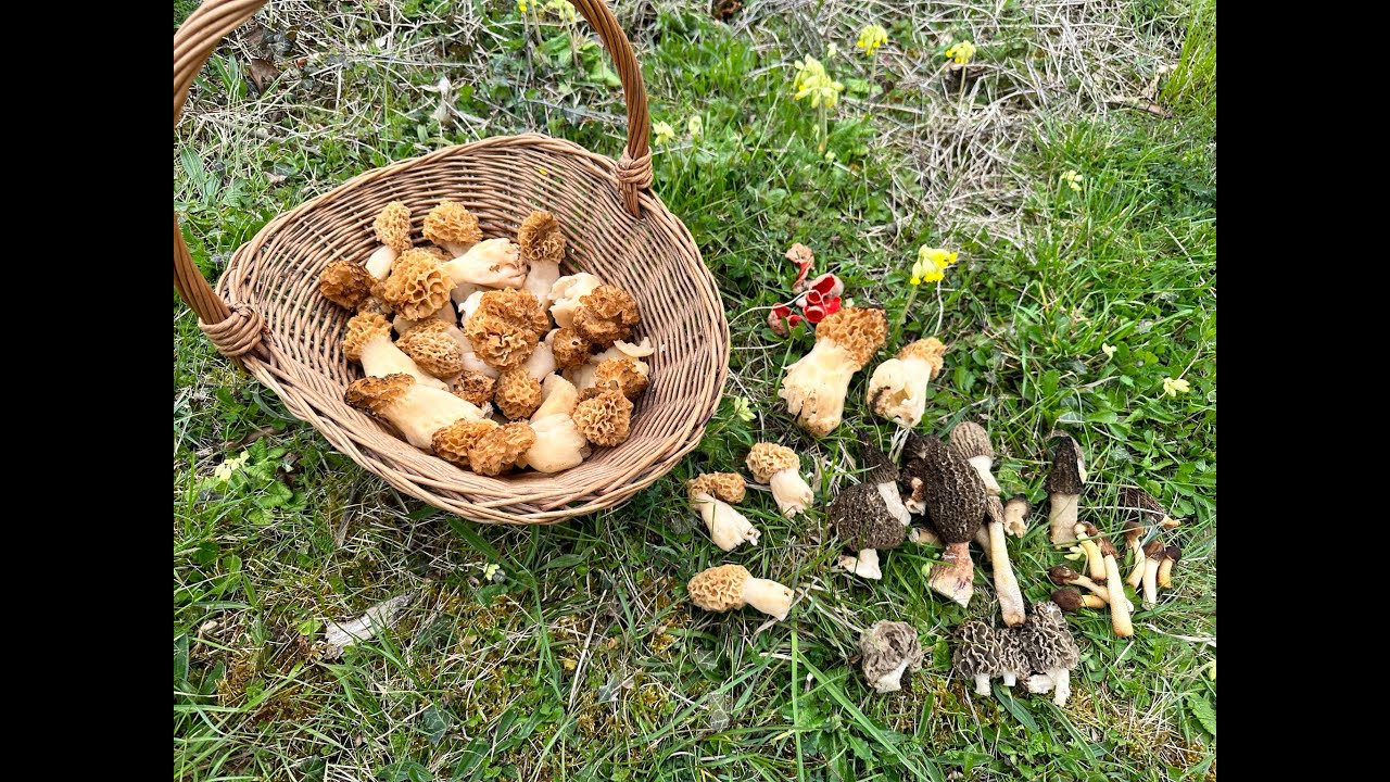 5 Types of Morel in April in the UK