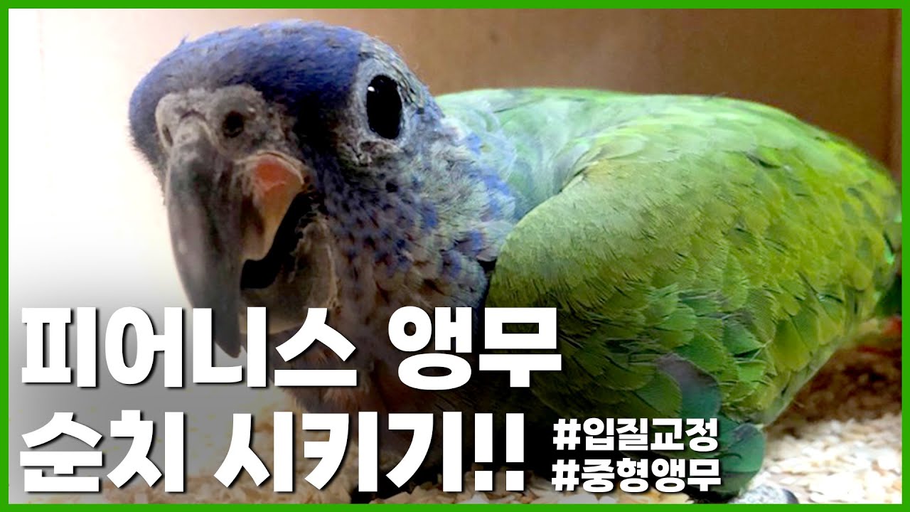 [번식조입질교육] 우리나라에 흔하지 않은 피어니스 앵무새 순치부터 입질교육까지!!
