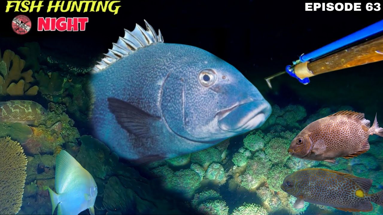 AMAZING..!!! NIGHT SPEARFISHING EPISODE 62 | FISH HUNTING NIGHT
