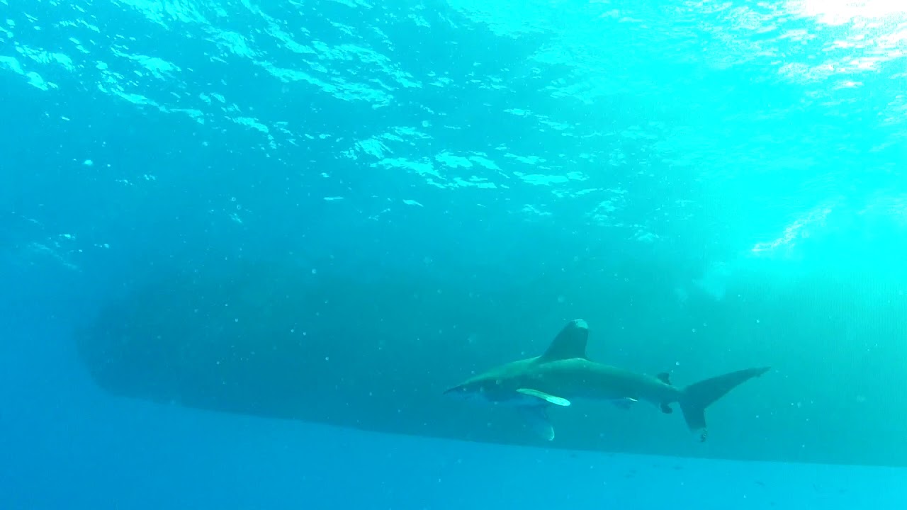Oceanic Whitetip Shark - Carcharhinus Longimanus - Elphinstone Reef