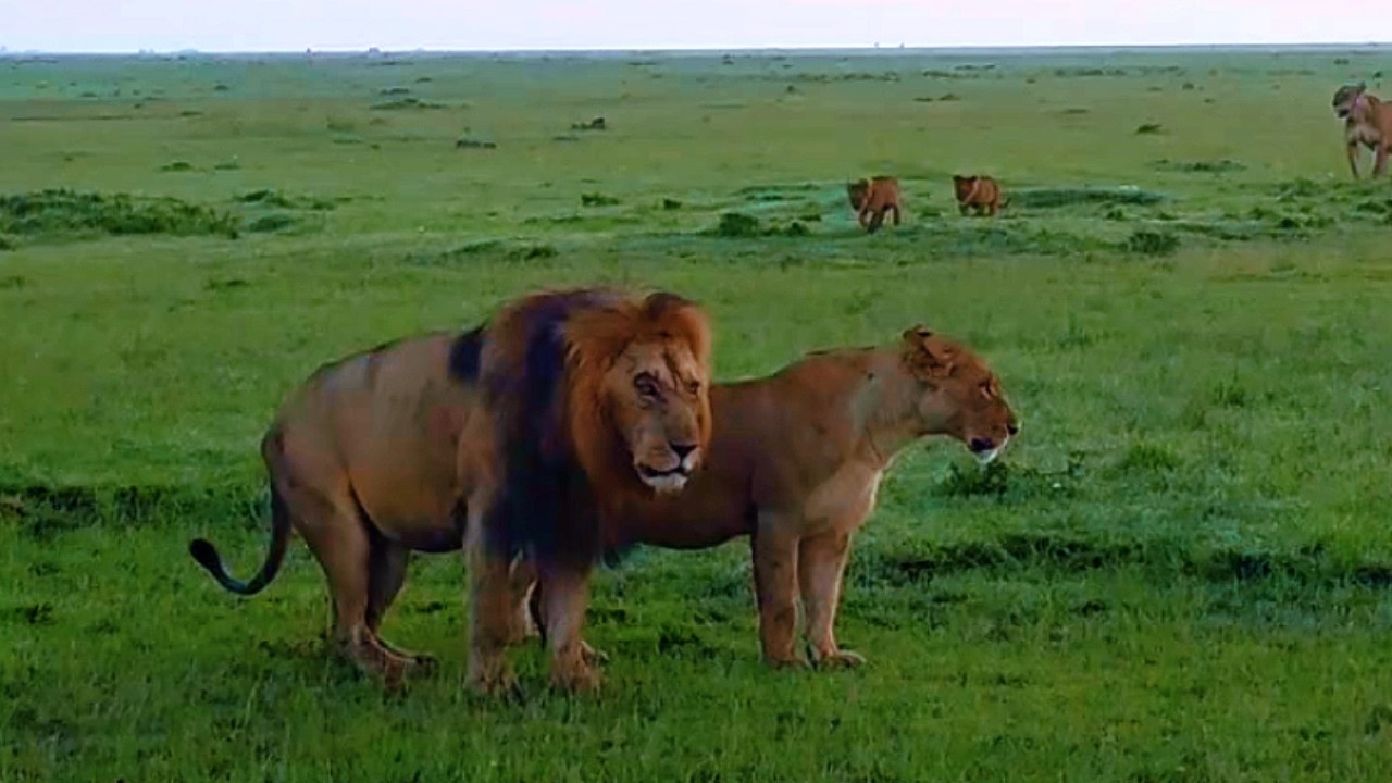 Veteran Osapuk Salas Male Lion with Topi Pride | Masaimara | Today Morning