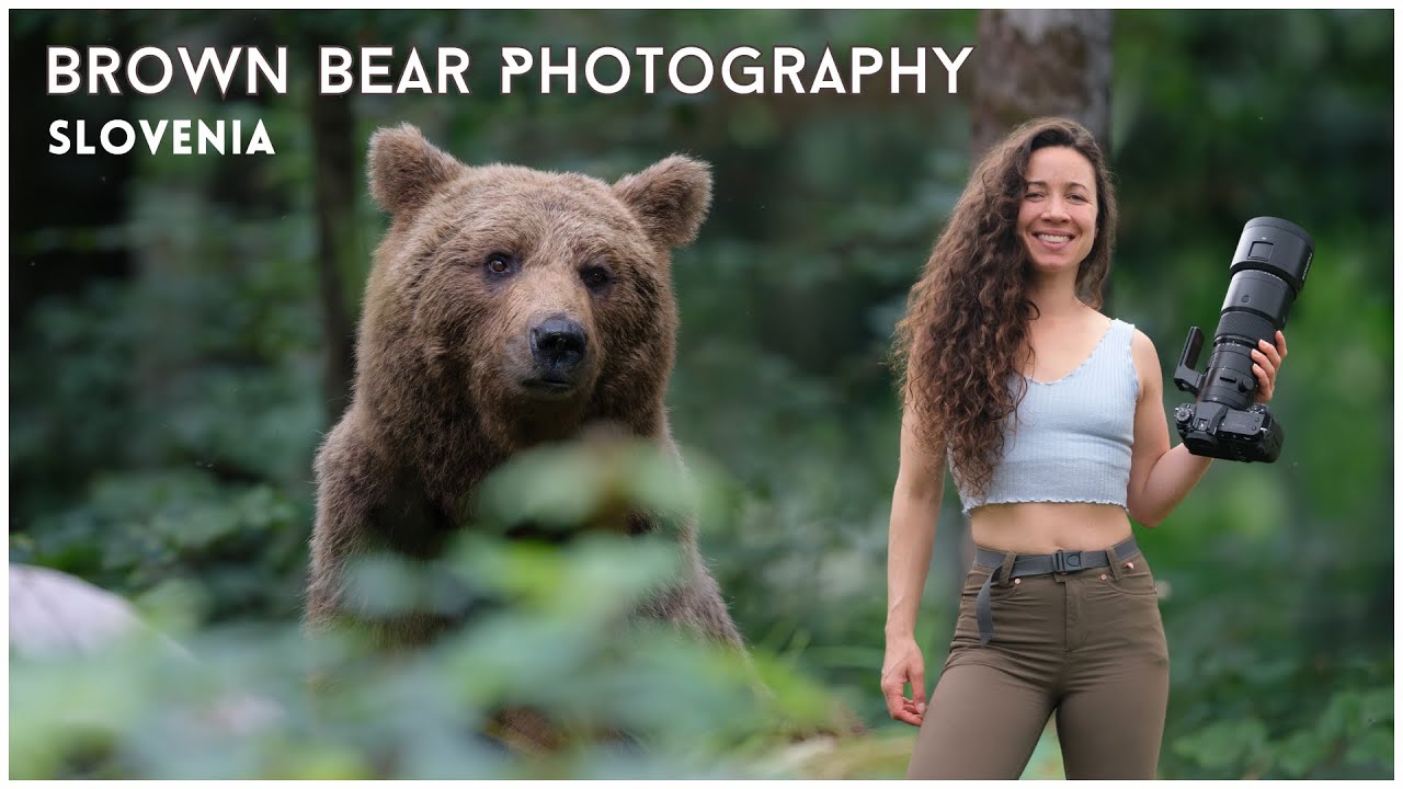 Brown Bears Slovenia | Wildlife Photography