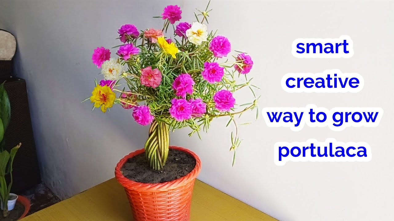 smart way to grow Portulaca like Bonsai in pot