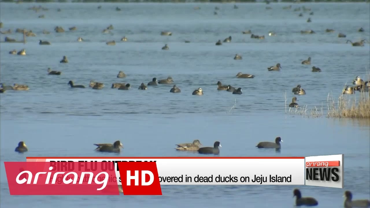 Bird flu detected on Korea's southern Jeju Island