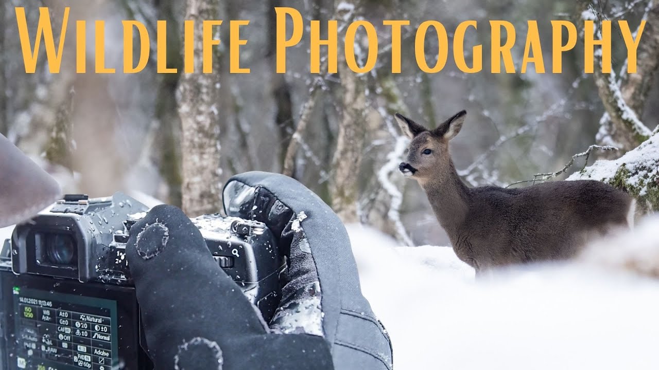 Olympus EM1X & M. Zuiko 300 f/4 Facing the Elements | Wildlife Photography in Harsh Weather