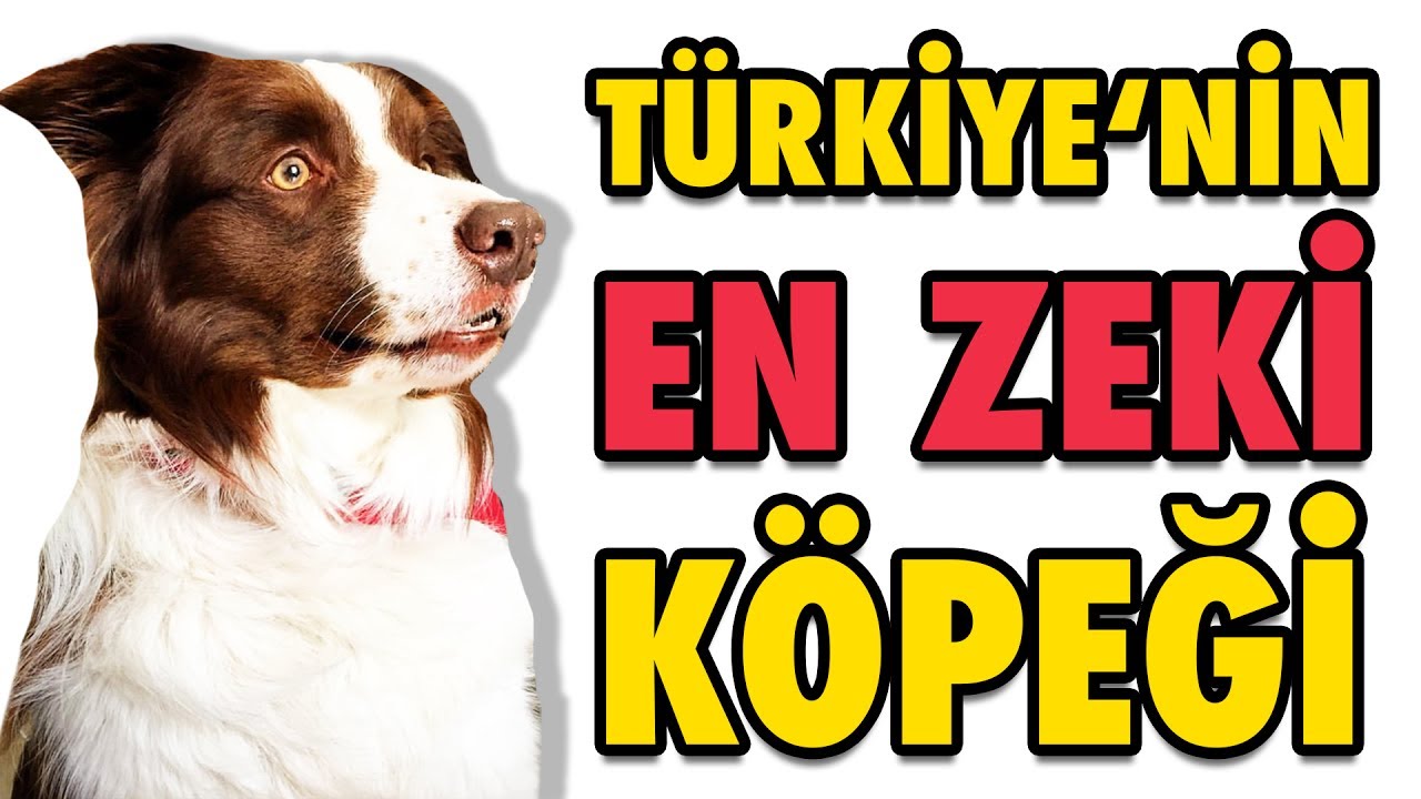 Türkiye'nin En Zeki Köpeği Max - Şampiyon Köpek OHA Diyorum'da