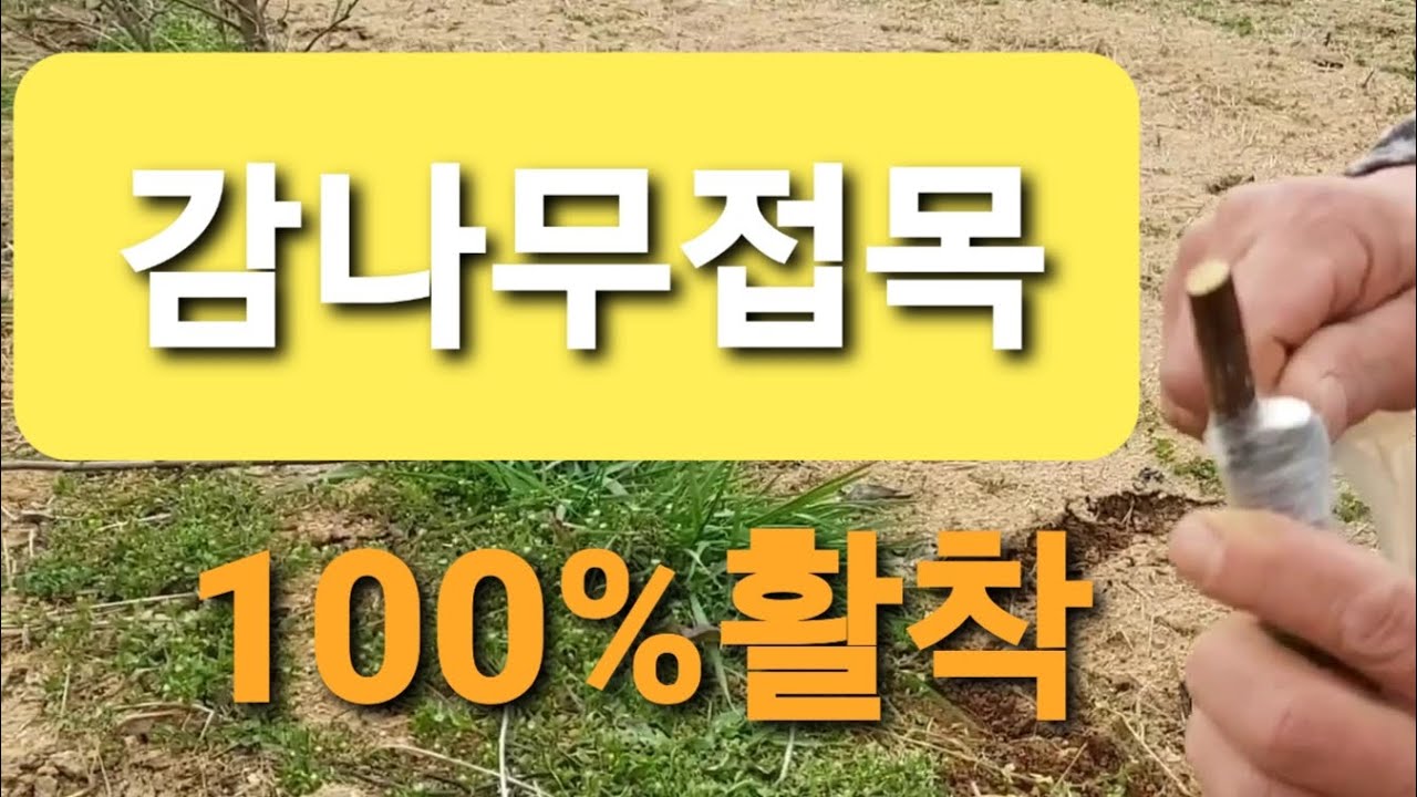 감나무 접목 Grafting persimmon tree