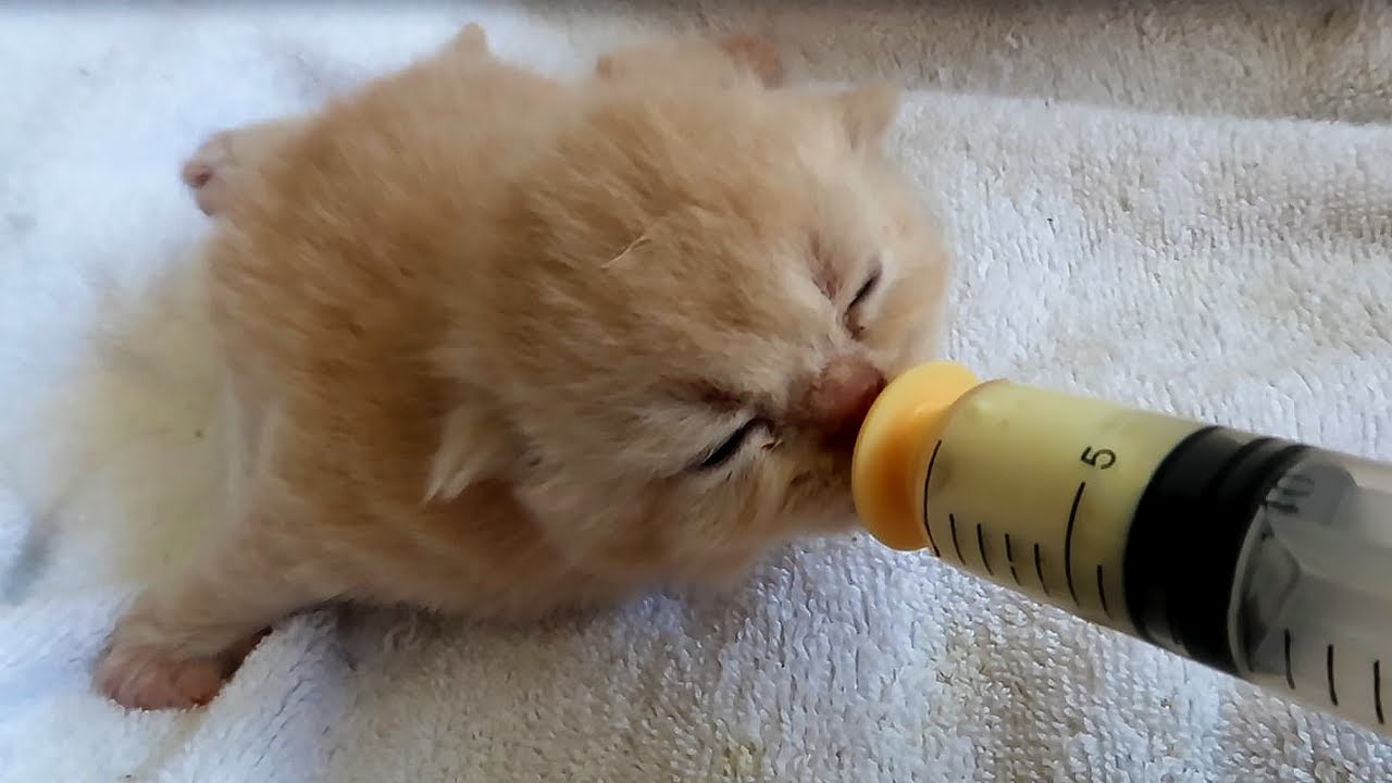 Kittens Wiggle, Meow & Eat! 🍼🐾Lulu Gained Weight! 🎉 Subtitles